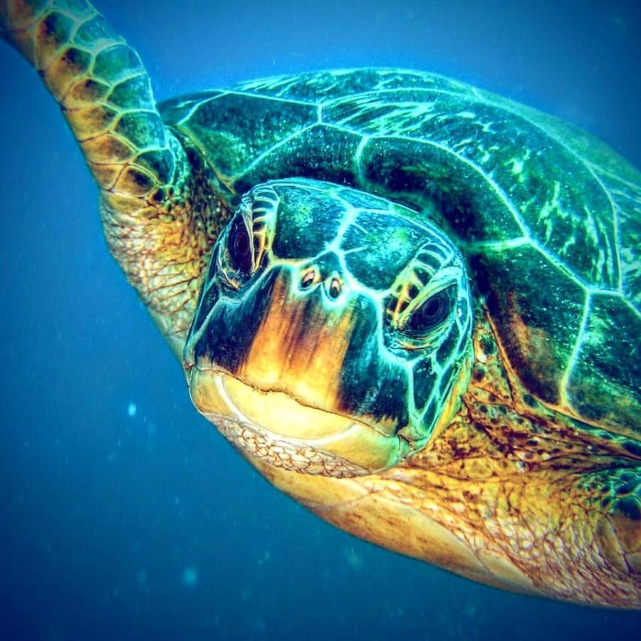 Gaja Go Dive & Inn Moalboal Zewnętrze zdjęcie
